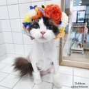 고양이 목욕탕 | [수원고양이미용] 고양이목욕탕 무마취 미용+목욕 후기