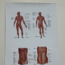 따라 하면 통증을 줄여주는 목, 어깨, 허리, 무릎 재활 운동 | 강남 체형교정 바디쾌감운동센터 통증 케어 찐만족 후기! 강남 재활운동, 강남 자세교정 가격