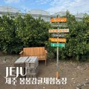 대해농장 | 서귀포 가볼만한 곳, 제주 봉봉감귤체험농장 제주 가족여행 코스 추천