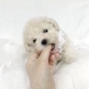 데스티니 퍼피 이미지