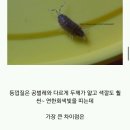 쥐며느리 콩벌레 차이점.. 이미지