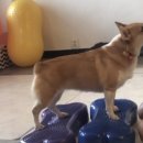 그대애개 이미지