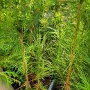 골든엔젤 이미지