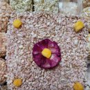 오층약국 이미지