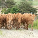 국립축산과학원 한우연구소 이미지