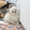 오즈메디칼 이미지