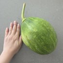 장한농장 | 177일 첫 이유식 시작_ 일주일간 초기 이유식 기록