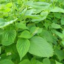 들깨나라 이미지