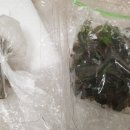 비바리움매니아 이미지