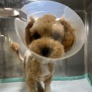 상록동물병원 이미지