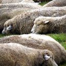 백양목장 이미지