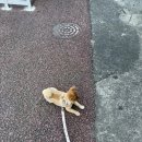 남원읍 남원1리사무소 앞 | [ 제주 서귀포 ] 제주 감성숙소에 조식까지 개죤맛 애견동반 게하 모든날이 행복하기를