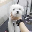 엘리 애견미용실 이미지