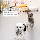 목화유치원 | 부천 옥길동 강아지유치원 호텔 데이케어 멍실댕실❤️