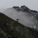 산지흑염소 이미지