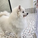 퍼피인더바스 이미지