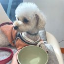 한스애견카페 이미지