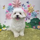 멍냥이네 가위컷 | 경산 애견미용ㅣ살롱드멍냥에서 라벤더 아로마 스파 대만족 체험기! 꼬질이에서 인형으로 변신 대성공