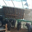 약성흑염소농장 이미지