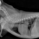 두암동물병원 이미지