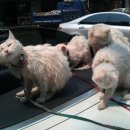 놀러왕왕왕 이미지