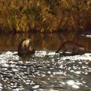 하천(대전천1) 이미지