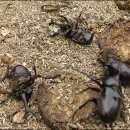 장수풍뎅이마을 이미지