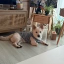 진이와보리의하루 | 순천 동물병원 강아지 스케일링 피부종기제거 수술 후기 - 순천 본동물병원 (과잉진료X)