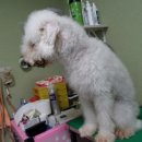시오인테리어 네이버블로그