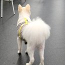 도그와트 이미지