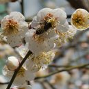 봄의 활짝핀 매화꽃에 모여든 꿀벌들. 이미지