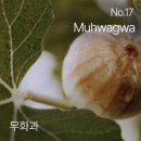 또하나의생각 | [내돈내산] 헤트라스 호텔 테라피 바디로션 No.17 무화과향 사용 후기 - 또 하나의 인생향을 찾다!