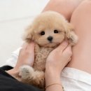 통영고려병원 | 통영토이푸들분양 평생 함께 할 강아지 입양