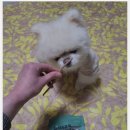 줄줄이러브펫 이미지