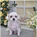 우리동네 펫샵 이미지