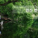 [경북/경산] 왕버들나무와 아름다운 반영을 만날 수 있는 곳 '경산 반곡지'.. 이미지