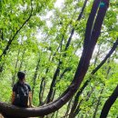 원주굽이길 원4코스 명봉산진달래길 이미지