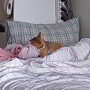 띵까띵까 이미지