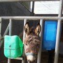 부안아리울승마장 이미지