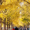 은행나무길 이미지