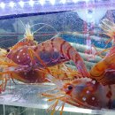 새우일 산소 이미지