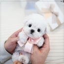살롱드퍼피 | 동탄강아지 클라씨퍼피 전문가 건강 올인원 케어