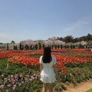 (주)코리아세븐태안점 | 태안튤립축제 후기 4월 개화 축제기간 주차 볼거리