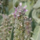 애플민트 이미지