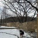 애견별장 이미지