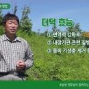 [산더덕 1] 산더덕 효능 및 섭취방법, 산더덕2] 산더덕 재배 시작 방법 -4 이미지