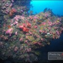 산호환경 이미지