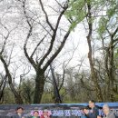 관음사의 왕벚나무자생지 이미지