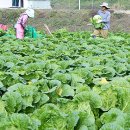 풍년마트 이미지