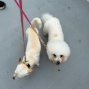 화성시자원봉사센터 2층 교육장 | 2025.7월-8월.반려마루 화성(주말 오전&amp;오후봉사/입양상담)